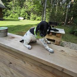 German Shorthaired Pointer Puppies from Bee Stepien