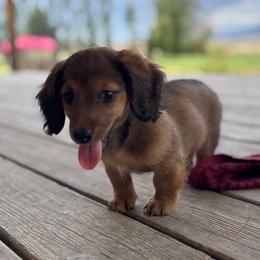 Ellie - Cream female Dachshund puppy in Delta, Colorado from Wicburg’s Wieners