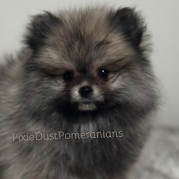 Pomeranians from Sunshines Pomeranians