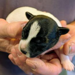 Portal - Black and white male Parson Russell Terrier puppy in Whitehall, Montana from Montana Jacks