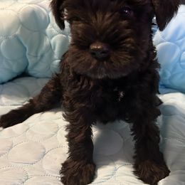 Zena - Black female Miniature Schnauzer puppy in Newburgh, Indiana from Lakehouse Miniature Schnauzers of Southern Indiana