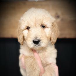 Luna- yellow collar female - Cream female Goldendoodle puppy in Silsbee, Texas from Barkley Lane Doodles LLC