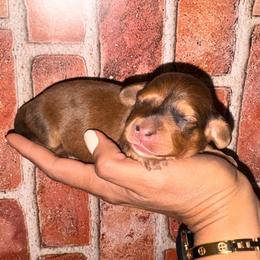Shaded red dapple girl - Red female Dachshund puppy in North Auburn, California from Northern Doxie