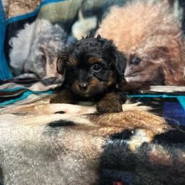 Megs - Black and gold female Yorkipoo puppy in Clover, South Carolina from Cudi’s Buddies