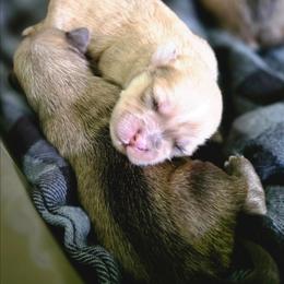 Merle male - Gold brindle male Havapoo puppy in Medina, Ohio from Momma's Minis