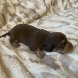 Mars - Chocolate and cream male Dachshund puppy in Trenton, Florida from Tweenie Weenie Dachshunds