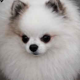 Buster - Pomeranian