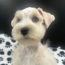 Cairo - Wheaten male Miniature Schnauzer puppy in Grayson, Kentucky from Seventh Heaven Schnauzers