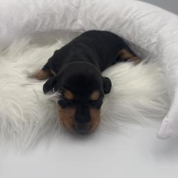 Bento - Black and tan male Dachshund puppy in Brownsville, California from Pine & Pasture Dachshunds