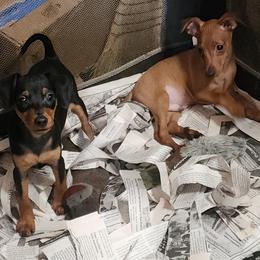 Miniature Pinscher puppies from Rock of Ages Kennel