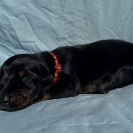 Audrey - Black and rust female Doberman Pinscher puppy in Toney, Alabama from Bhon Mhuir Dobermanns