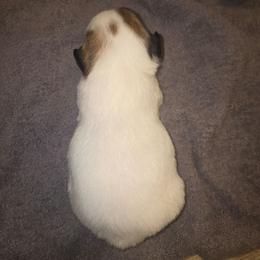 Boy 2 - Tri-color male Russell Terrier puppy in Kemp, Texas from Dodd's Shorty Jack Russells