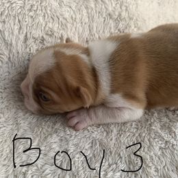 Boston Terrier Puppies from Wendy's Boston Terriers