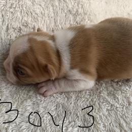 Boston Terrier Puppies from Wendy's Boston Terriers