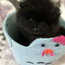 Bandit - Black and tan male Pomeranian puppy in Silver Springs, Florida from Gigi’s Pocket Poms