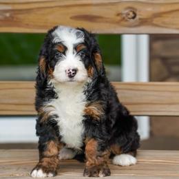 Jones - Tri-color male Bernedoodle puppy in Dundee, Ohio from Down Home Doodle
