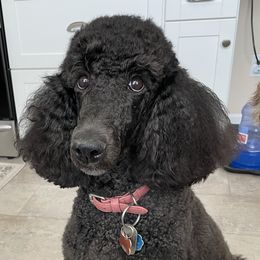 Pepper - Poodle