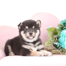 Shinji 🩵 Black and Tan Boy - Black and tan male Shiba Inu puppy in Neosho, Missouri from Sunny Terrace Shibas