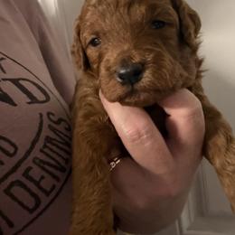 Male 2 - Red  male Poodle puppy in Southwest Ranches, Florida from Herringbone ‘s Poodles