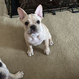 Kali - Cream French Bulldog puppy in Paducah, Kentucky from Frenchies of Mann