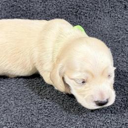 Ellie - Cream female Dachshund puppy in Little Rock, Arkansas from Divine Doxies