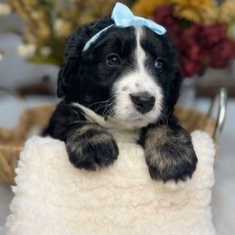 Bernedoodle and Goldendoodle Puppies from Apricot Roots Doodles