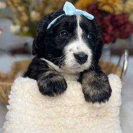 Bernedoodle and Goldendoodle Puppies from Apricot Roots Doodles