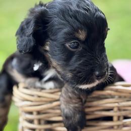 Vale - Tri-color female Bernedoodle puppy in Rising Sun, Indiana from Ruby Lane Doodles