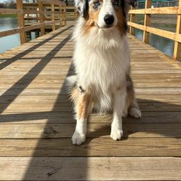 Thanos - Australian Shepherd