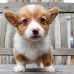 Bambi - 2500 - Red merle and white male American Corgi puppy in Star City, Arkansas from T4 Farms