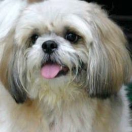 Bobby - Shih Tzu