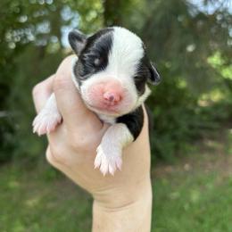 Caramel - Black and white female American Corgi puppy in Foreman Ar., Arkansas from Grassy Lake Corgis