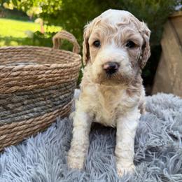 Max - Cream male Labradoodle puppy in English, Indiana from Doodle Darlings