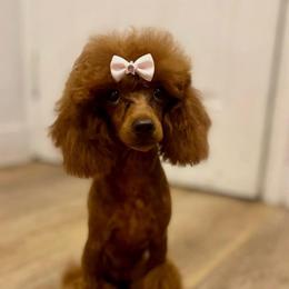 AKC Giselle - Poodle