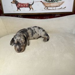 Peppermint - Dapple male Dachshund puppy in Kissimmee, Florida from Mini Doxie Cuties