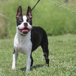 Bali - Boston Terrier