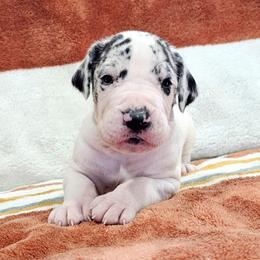 Puppy 3 - Mantle merle male Great Dane puppy in Castle Rock, Washington from Uber Alles Great Danes