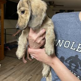 Dachshund Puppies from LovelylilDoxies