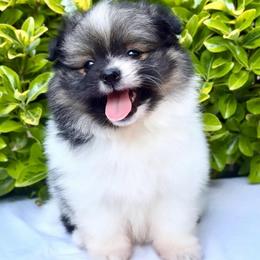 Black and tan Parti girl - Black and tan parti female Pomeranian puppy in Princeton, New Jersey from PureLove Poms.