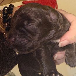 Fiyero Liver - Liver male Miniature Schnauzer puppy in Temple, Texas from Schnauzers Of Taylor