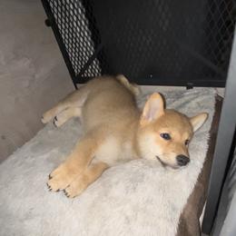 Shiba Inu Puppies from Animal Farm Shiba Inus & Mameshibas