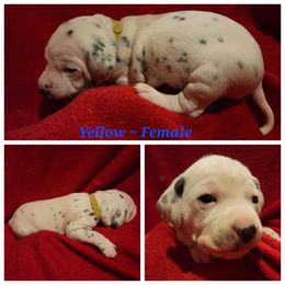 Dalmatian Puppies from Delaney's Dalmatians