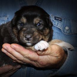 Posie - Black tri-color female Australian Shepherd puppy in Iota, Louisiana from C'est Bon Aussies Australian Shepherds