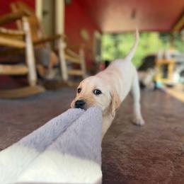 Lark - Yellow female Labrador Retriever puppy in Sweet Home, Oregon from Knotty Creek Labradors