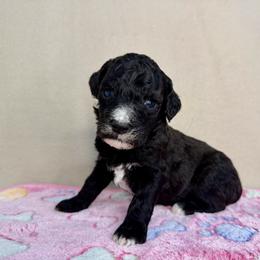 Halo - Black female Poodle puppy in Stilwell, Oklahoma from LR&R Dog Co.