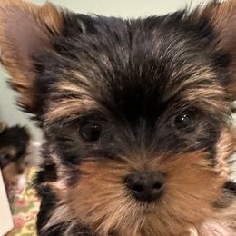 Yorkshire Terriers from Maria Rodriguez