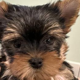 Yorkshire Terriers from Maria Rodriguez