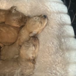 Labrador Retriever Puppies from Courtland va, River Bank Kennels