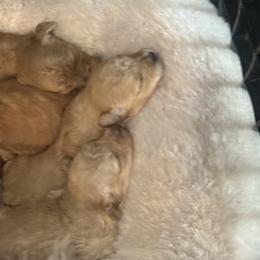 Labrador Retriever Puppies from Courtland va, River Bank Kennels