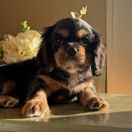 Rolo - Black and tan male Cavalier King Charles Spaniel puppy in Kidder, South Dakota from Continental Cavaliers
